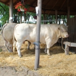 WCC2008